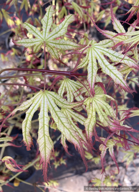Trees ~ Acer palmatum 'Phantom Flame', Japanese Maple ~ Dancing Oaks Nursery and Gardens ~ Retail Nursery ~ Mail Order Nursery