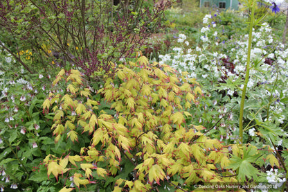Trees ~ Acer palmatum 'Tsuma gaki', Japanese Maple ~ Dancing Oaks Nursery and Gardens ~ Retail Nursery ~ Mail Order Nursery