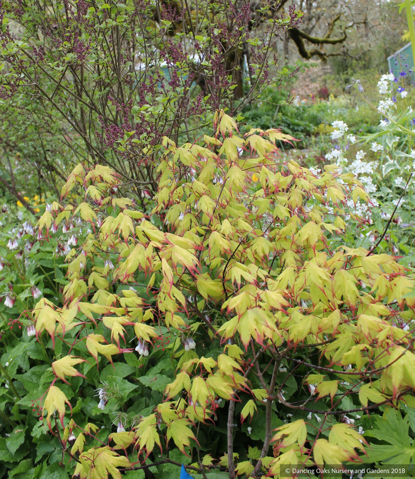 Trees ~ Acer palmatum 'Tsuma gaki', Japanese Maple ~ Dancing Oaks Nursery and Gardens ~ Retail Nursery ~ Mail Order Nursery
