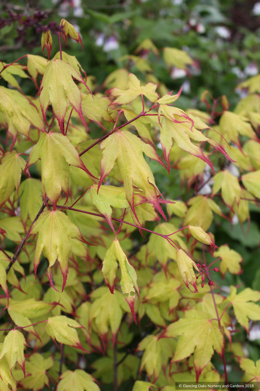 Trees ~ Acer palmatum 'Tsuma gaki', Japanese Maple ~ Dancing Oaks Nursery and Gardens ~ Retail Nursery ~ Mail Order Nursery