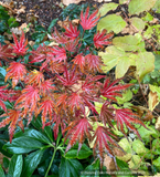 Trees ~ Acer palmatum 'Yama Nishiki', Snow Peak Japanese Maple ~ Dancing Oaks Nursery and Gardens ~ Retail Nursery ~ Mail Order Nursery