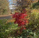 Acer palmatum 'Pastel', Japanese Maple