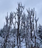Trees ~ Acer platanoides 'Rezek', Columnar Norway Maple ~ Dancing Oaks Nursery and Gardens ~ Retail Nursery ~ Mail Order Nursery