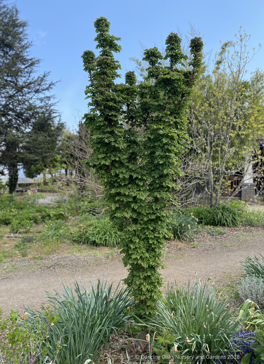 Acer platanoides 'Curly Lamp Post', Columnar Norway Maple, No shipping ME