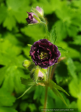 Perennials ~ Geranium phaeum 'Joseph Green', Cranesbill ~ Dancing Oaks Nursery and Gardens ~ Retail Nursery ~ Mail Order Nursery