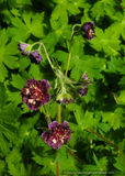 Perennials ~ Geranium phaeum 'Joseph Green', Cranesbill ~ Dancing Oaks Nursery and Gardens ~ Retail Nursery ~ Mail Order Nursery