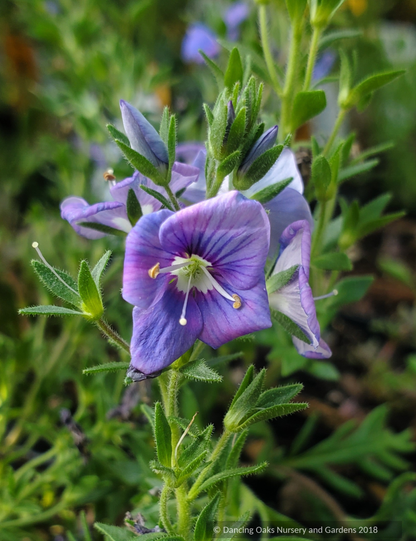 Veronica pectinata, Blue Wooly Speedwell