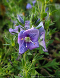 Veronica pectinata, Blue Wooly Speedwell