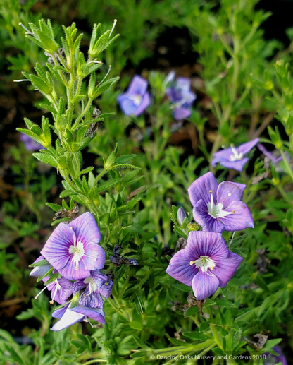 Veronica pectinata, Blue Wooly Speedwell