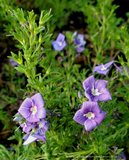 Veronica pectinata, Blue Wooly Speedwell