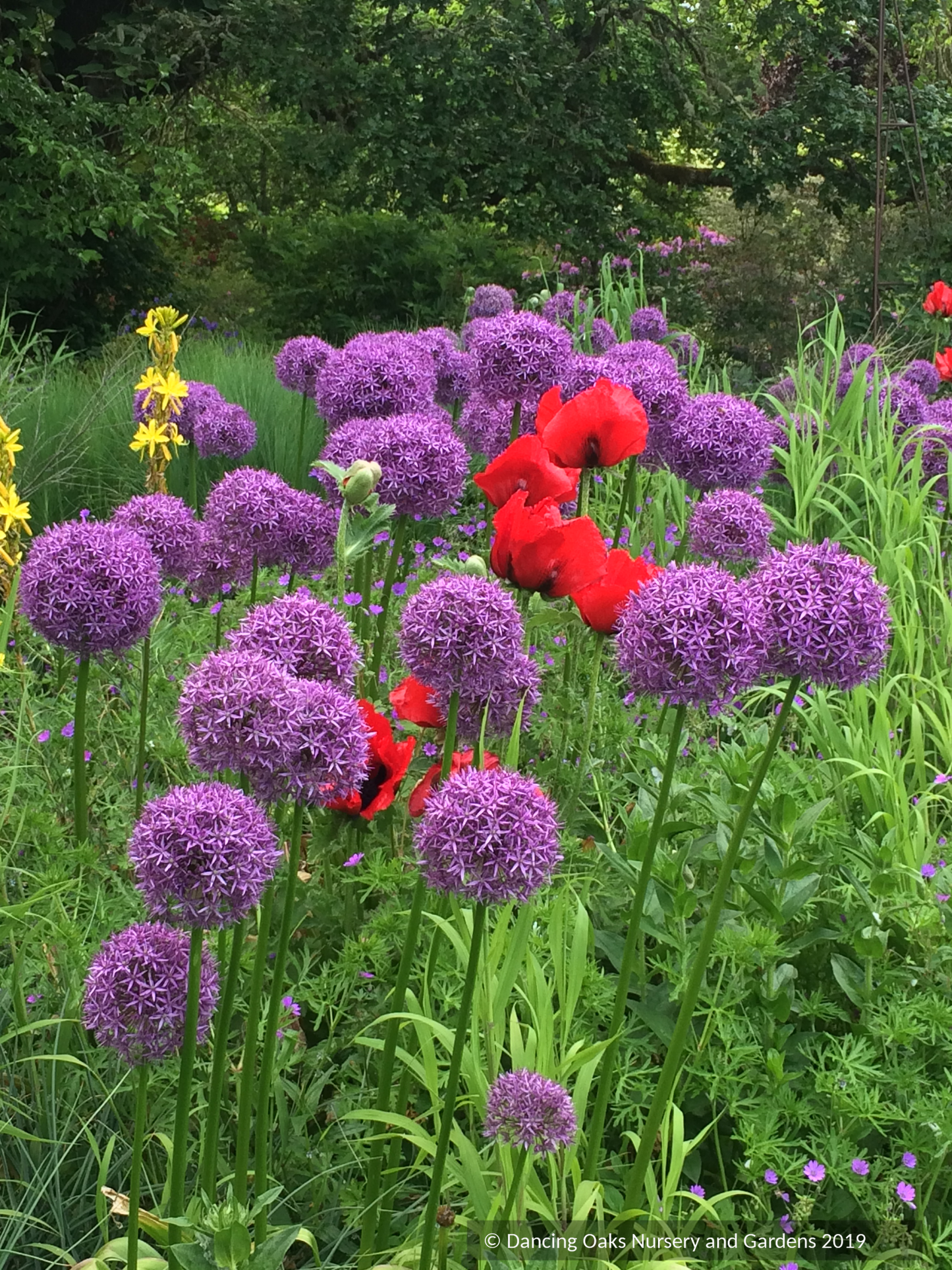 Papaver orientale 'Beauty of Livermere', Oriental Poppy