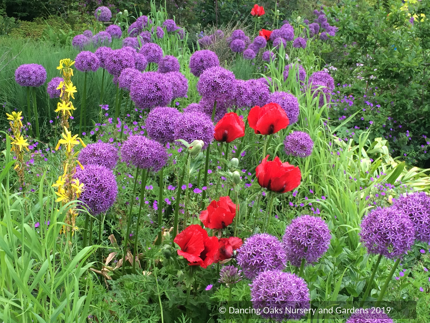Papaver orientale 'Beauty of Livermere', Oriental Poppy