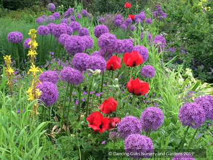 Papaver orientale 'Beauty of Livermere', Oriental Poppy