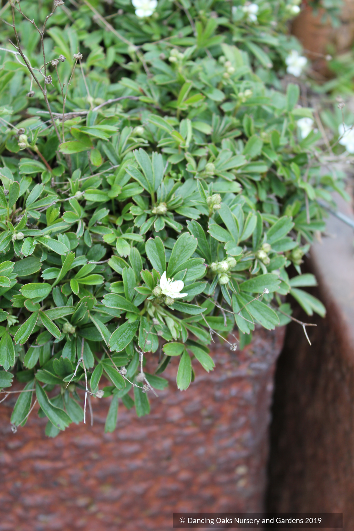 Sibbaldiopsis (syn. Potentilla) tridentata, Three-Toothed Cinquefoil