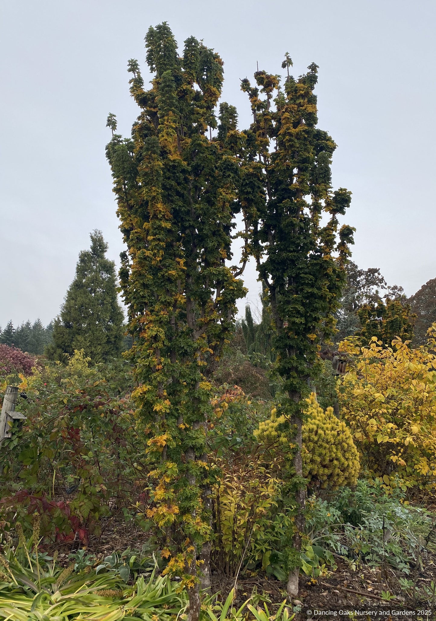 Acer platanoides 'Rezek', Columnar Norway Maple, No shipping ME