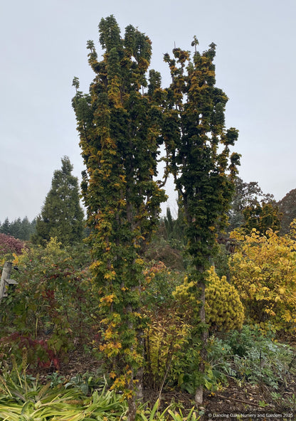 Acer platanoides 'Rezek', Columnar Norway Maple, No shipping ME