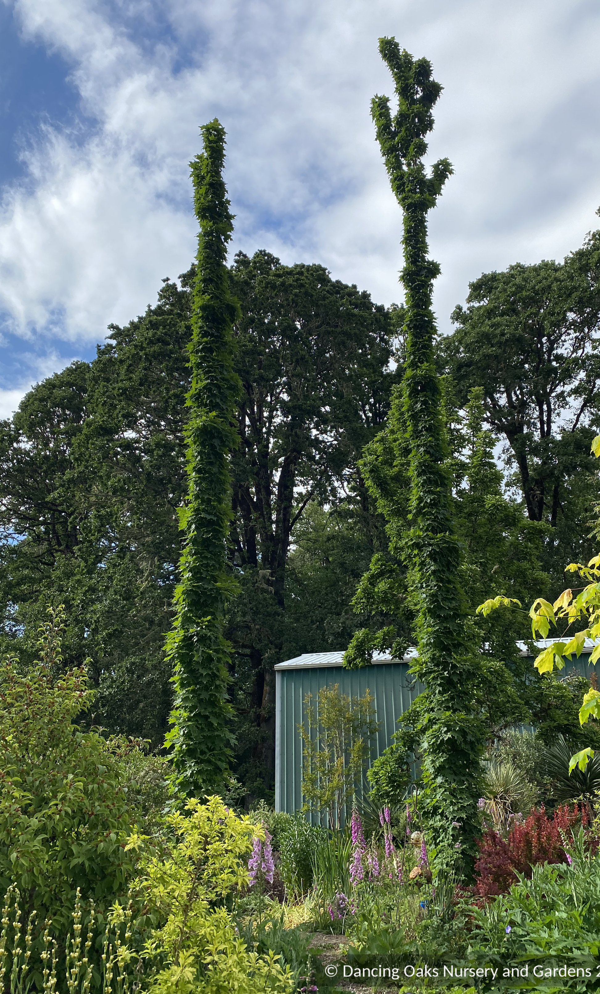 Trees ~ Acer saccharum 'Monumentale', Columnar Sugar Maple ~ Dancing Oaks Nursery and Gardens ~ Retail Nursery ~ Mail Order Nursery