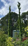 Trees ~ Acer saccharum 'Monumentale', Columnar Sugar Maple ~ Dancing Oaks Nursery and Gardens ~ Retail Nursery ~ Mail Order Nursery