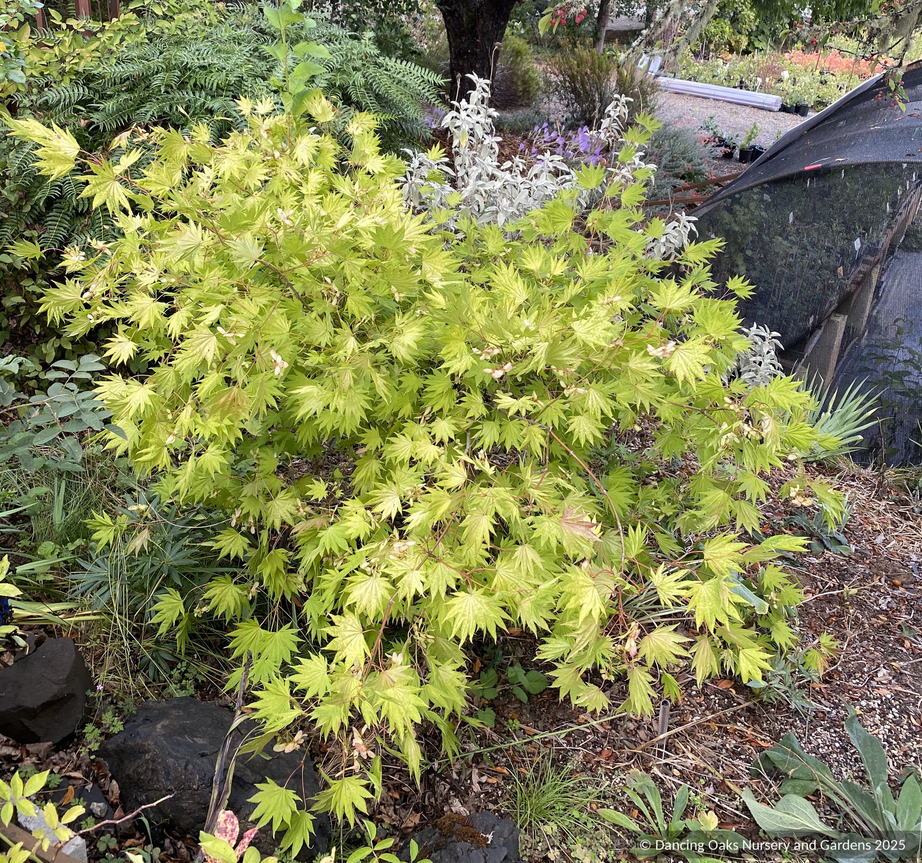 Acer shirasawanum Moonrise™ 'Munn 001', Shirasawa Maple/Full Moon