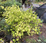 Trees ~ Acer shirasawanum Moonrise™ 'Munn 001', Shirasawa Maple/Full Moon Maple ~ Dancing Oaks Nursery and Gardens ~ Retail Nursery ~ Mail Order Nursery