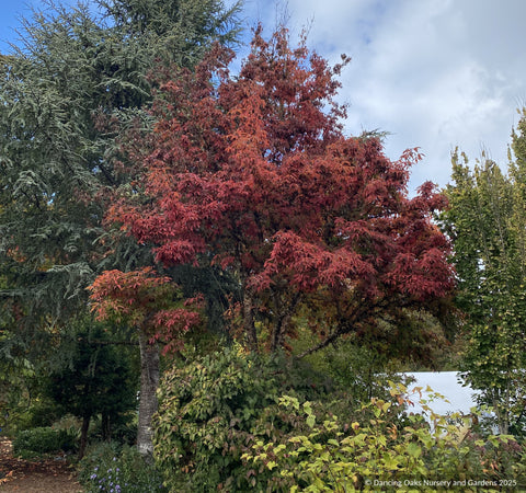 Trees ~ Acer triflorum, Three-flowered Maple ~ Dancing Oaks Nursery and Gardens ~ Retail Nursery ~ Mail Order Nursery