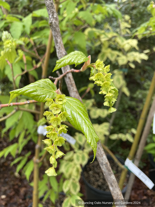 Acer x conspicuum 'Silver Vein', Silver Vein Snakebark Maple