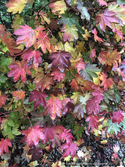 Trees ~ Acer circinatum 'Del's Dwarf', Dwarf Vine Maple ~ Dancing Oaks Nursery and Gardens ~ Retail Nursery ~ Mail Order Nursery