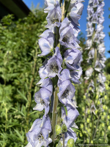 Perennials ~ Aconitum x cammarum ‘Stainless Steel’, Monkshood ~ Dancing Oaks Nursery and Gardens ~ Retail Nursery ~ Mail Order Nursery
