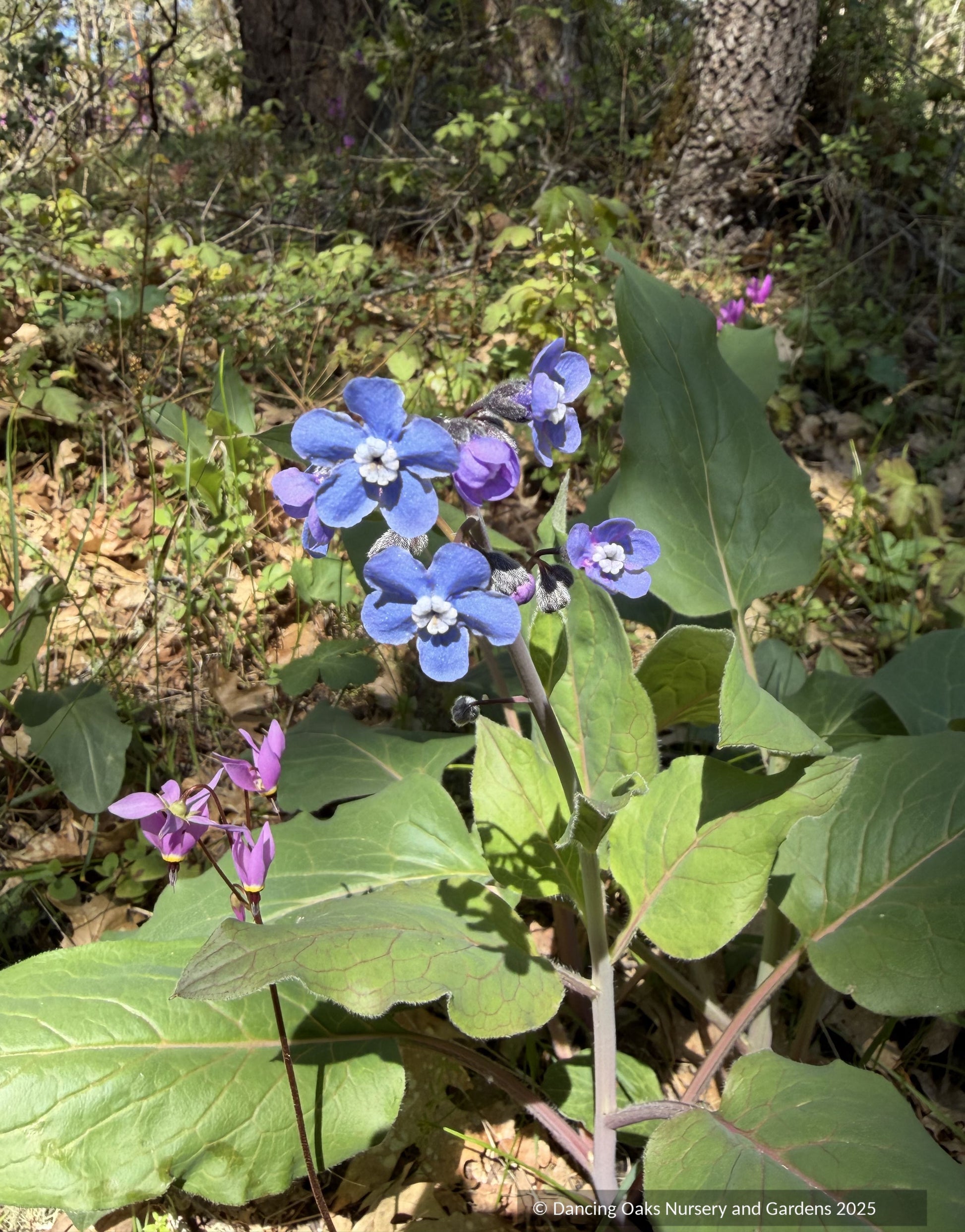 Perennials ~ Adelinia grandis (formerly Cynoglossum grande), Pacific Hound's Tongue ~ Dancing Oaks Nursery and Gardens ~ Retail Nursery ~ Mail Order Nursery