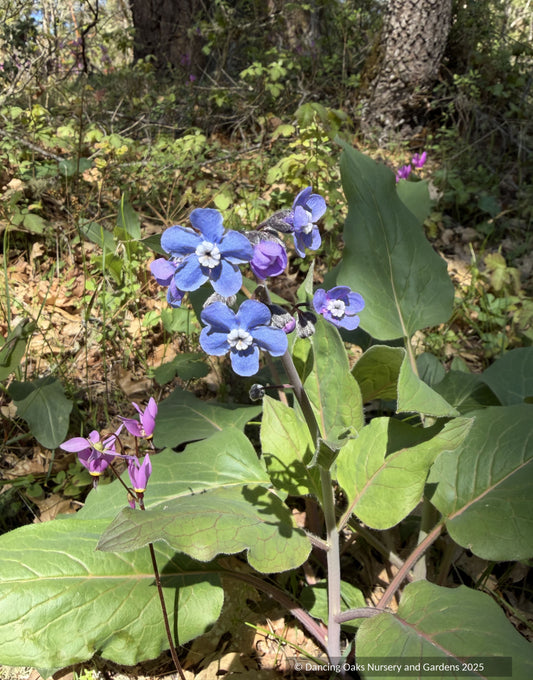 Perennials ~ Adelinia grandis (formerly Cynoglossum grande), Pacific Hound's Tongue ~ Dancing Oaks Nursery and Gardens ~ Retail Nursery ~ Mail Order Nursery