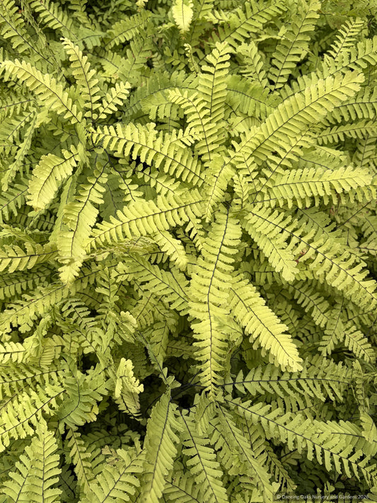 Ferns ~ Adiantum aleuticum, Western Maidenhair Fern ~ Dancing Oaks Nursery and Gardens ~ Retail Nursery ~ Mail Order Nursery
