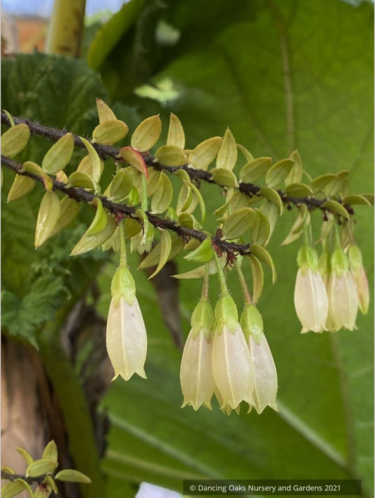 Shrubs ~ Agapetes 'Nepal Cream' ~ Dancing Oaks Nursery and Gardens ~ Retail Nursery ~ Mail Order Nursery