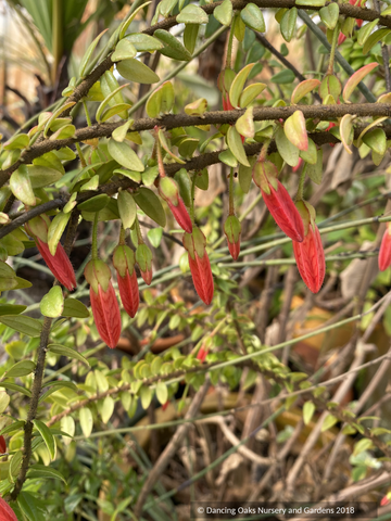 Shrubs ~ Agapetes serpens SEH#15033 RSBG, Himalayan Lanterns ~ Dancing Oaks Nursery and Gardens ~ Retail Nursery ~ Mail Order Nursery