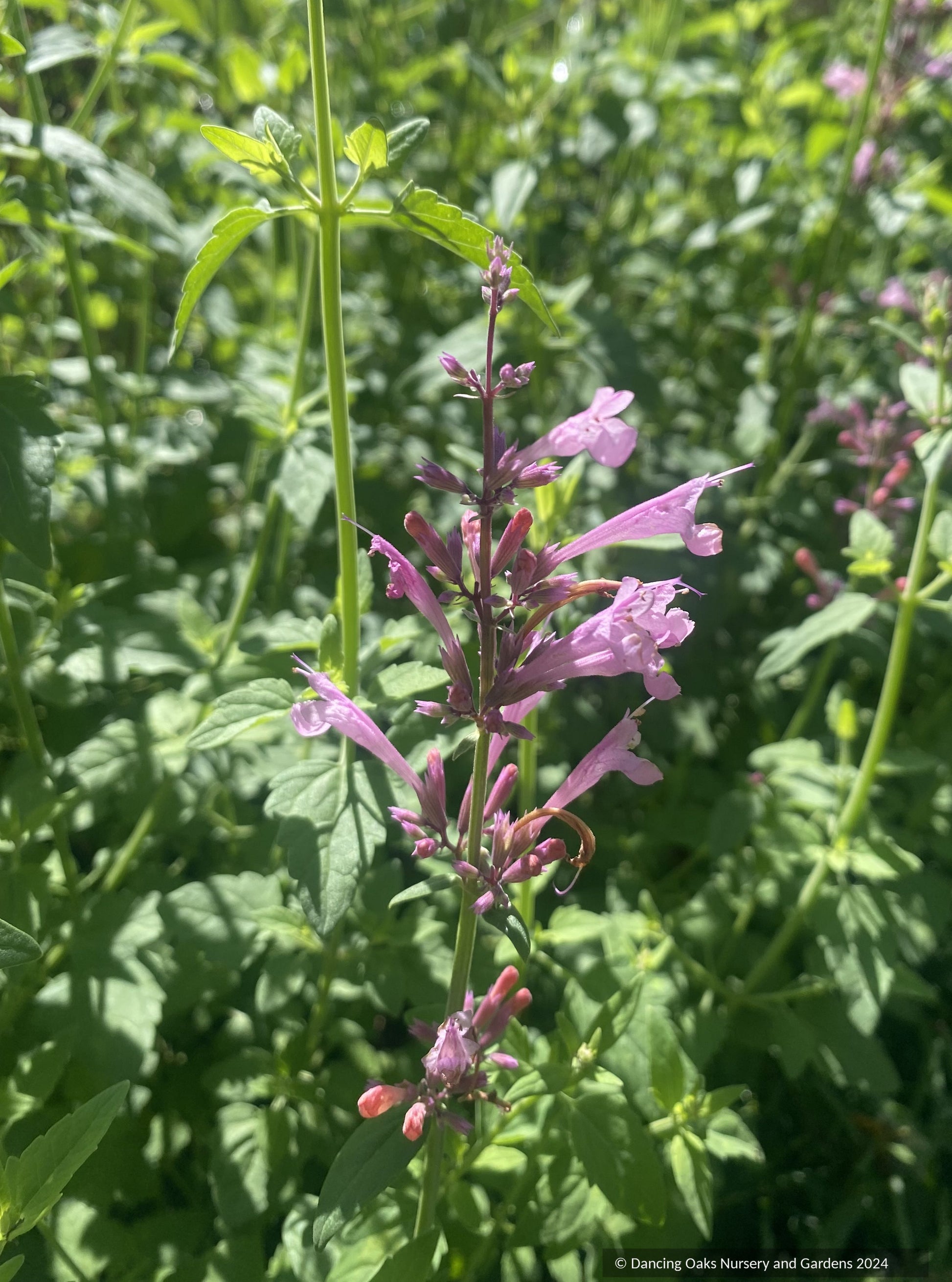 Perennials ~ Agastache Sunrise™ Salmon Pink, hummingbird mint or hyssop ~ Dancing Oaks Nursery and Gardens ~ Retail Nursery ~ Mail Order Nursery