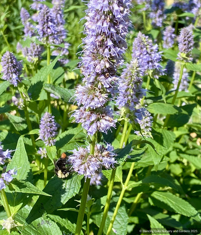 Perennials ~ Agastache 'Blue Fortune', Anise Hyssop, Hummingbird Mint ~ Dancing Oaks Nursery and Gardens ~ Retail Nursery ~ Mail Order Nursery