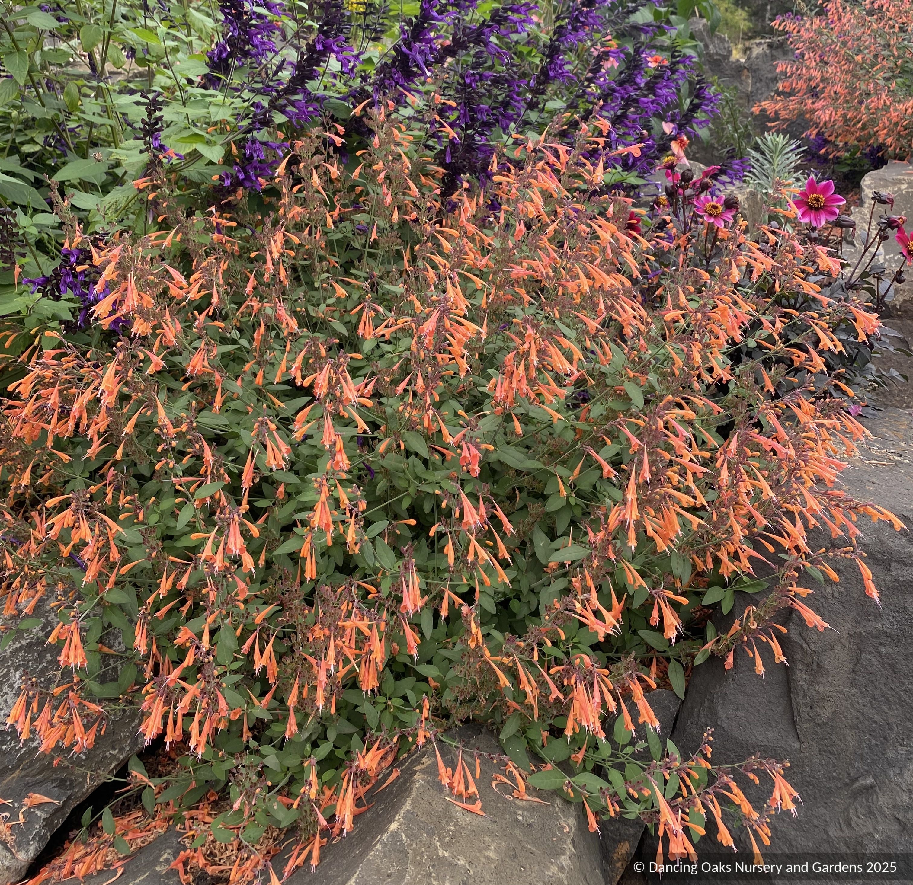 Agastache aurantiaca 'Apricot Sprite', Hummingbird Mint – Dancing