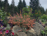 Perennials ~ Agastache 'Apricot Sprite', Hummingbird Mint ~ Dancing Oaks Nursery and Gardens ~ Retail Nursery ~ Mail Order Nursery