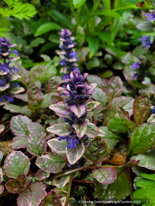 Ground Covers ~ Ajuga reptans 'Burgundy Glow', Bugleweed ~ Dancing Oaks Nursery and Gardens ~ Retail Nursery ~ Mail Order Nursery