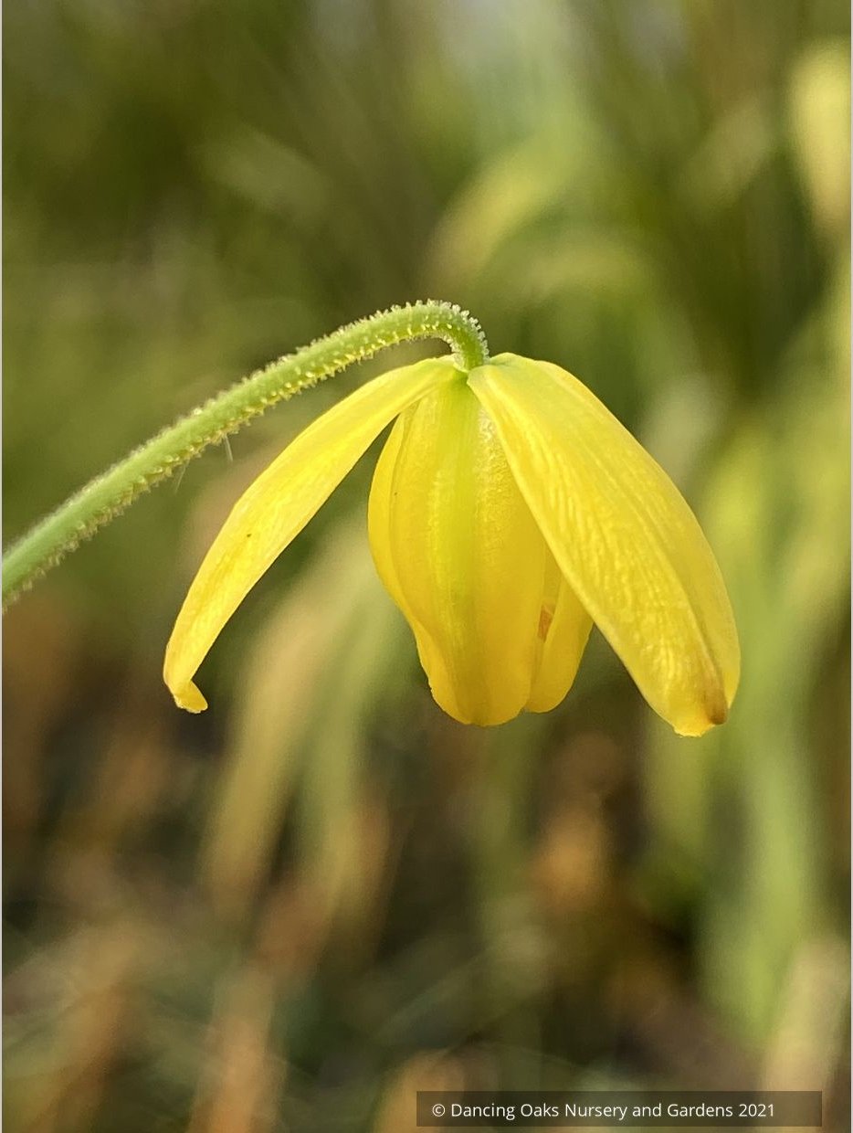 Bulbs & Tubers ~ Albuca shawii ~ Dancing Oaks Nursery and Gardens ~ Retail Nursery ~ Mail Order Nursery