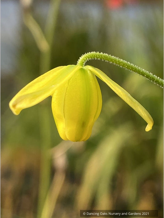 Bulbs & Tubers ~ Albuca shawii ~ Dancing Oaks Nursery and Gardens ~ Retail Nursery ~ Mail Order Nursery
