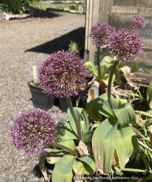 Allium 'Ostara'