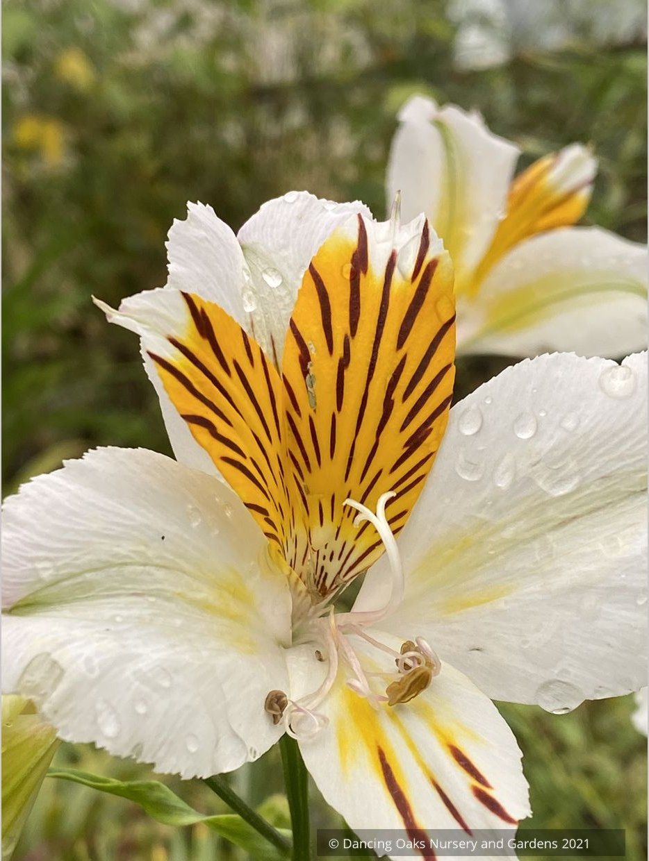 Perennials ~ Alstroemeria 'Apollo', Peruvian Lily ~ Dancing Oaks Nursery and Gardens ~ Retail Nursery ~ Mail Order Nursery
