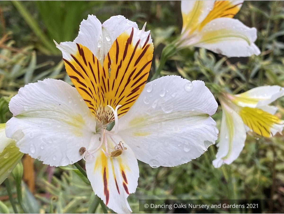 Perennials ~ Alstroemeria 'Apollo', Peruvian Lily ~ Dancing Oaks Nursery and Gardens ~ Retail Nursery ~ Mail Order Nursery