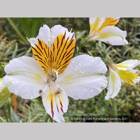 astro lily flower Alstroemeria 'Apollo', Peruvian Lily – Dancing Oaks Nursery and Gardens