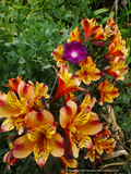 Perennials ~ Alstroemeria 'Indian Summer', Peruvian Lily ~ Dancing Oaks Nursery and Gardens ~ Retail Nursery ~ Mail Order Nursery