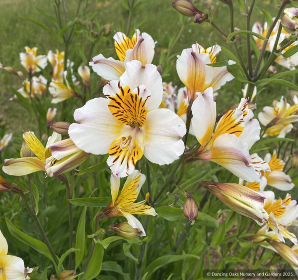 Alstroemeria 'Apollo', Peruvian Lily – Dancing Oaks Nursery and Gardens