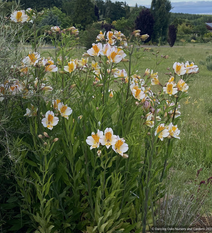 Perennials ~ Alstroemeria 'Apollo', Peruvian Lily ~ Dancing Oaks Nursery and Gardens ~ Retail Nursery ~ Mail Order Nursery