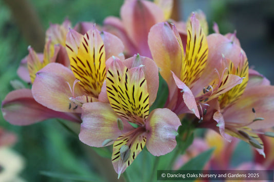 Bulbs & Tubers ~ Alstroemeria 'Butterscotch', Peruvian Lily ~ Dancing Oaks Nursery and Gardens ~ Retail Nursery ~ Mail Order Nursery