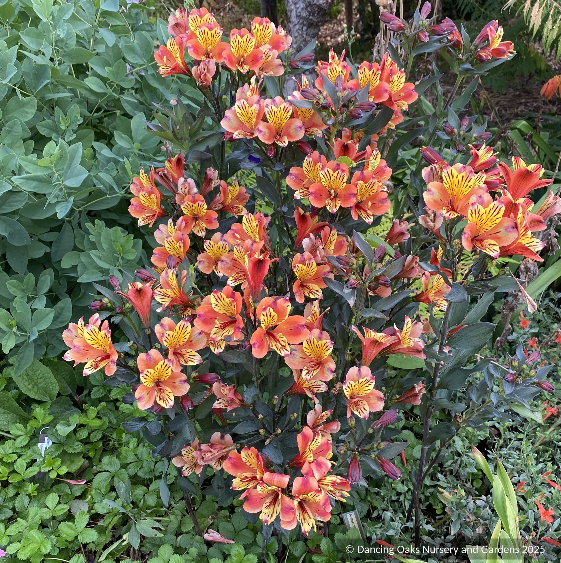 Perennials ~ Alstroemeria 'Indian Summer', Peruvian Lily ~ Dancing Oaks Nursery and Gardens ~ Retail Nursery ~ Mail Order Nursery
