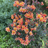 Perennials ~ Alstroemeria 'Indian Summer', Peruvian Lily ~ Dancing Oaks Nursery and Gardens ~ Retail Nursery ~ Mail Order Nursery